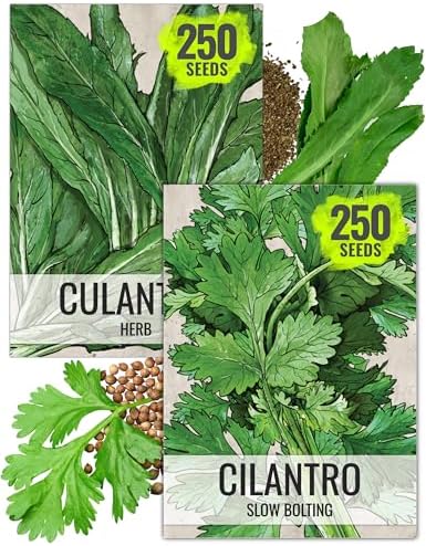 Seed Needs Coriander Seeds for Planting Culantro & Cilantro - Non-GMO Heirloom & Untreated Herb Seed to Plant an Indoor/Outdoor Culinary Medicinal Garden (Collection of 2 Packets) by SeedNeeds