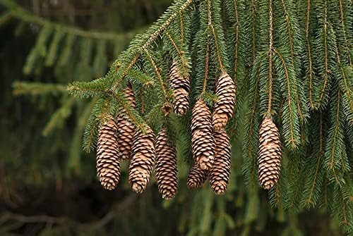 Norway Spruce Bonsai Tree Seeds - 30 Seeds - Beautiful Evergreen Tree Seeds - Picea Abies - Image 2