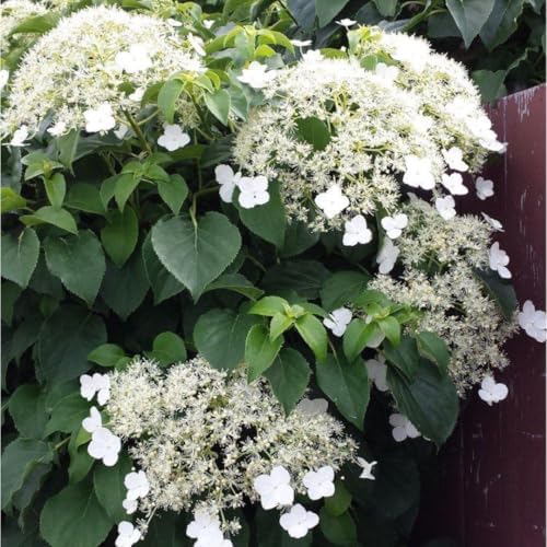 Rare Assorted Color Hydrangea Plant Live, Garden Bush, 5-9 Inch Tall - Image 6