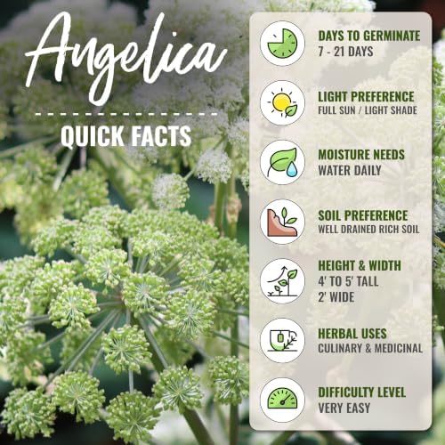 Seed Needs Angelica Seeds to Plant an Herb Garden - 5 Packs - Image 4