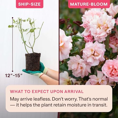 Heirloom Climbing Roses, Live Own Root Plant, Compassion® - Image 2