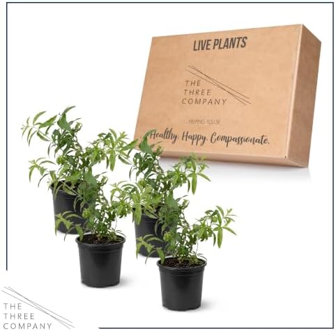 Herb - Lemon Verbena (4 Pack), Live Edible Herb, Herbal Tea, Lemon Aroma - Image 5