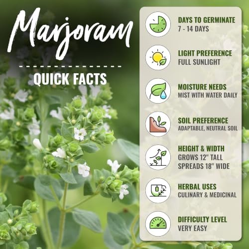 Seed Needs Sweet Marjoram Seeds to Plant an Herb Garden - 10 Packs - Image 4