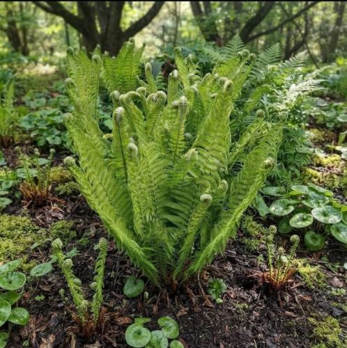 Ostrich Fern Live Bare Root Rhizome, Pack of 15 - Image 2