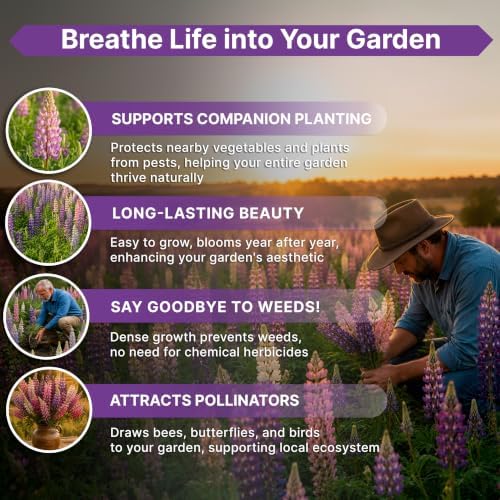 Russell Lupine Seeds 1oz Over 1,400 Non-GMO Heirloom Lupine Seeds for Planting, Prennial Flowers in Individual Packet, Planting Home Garden Indoor & Outdoor Gardening - Image 5