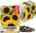 Seed Needs Dwarf Sunspot Sunflower Seeds to Plant Cut Flowers - 10 Packs by SeedNeeds