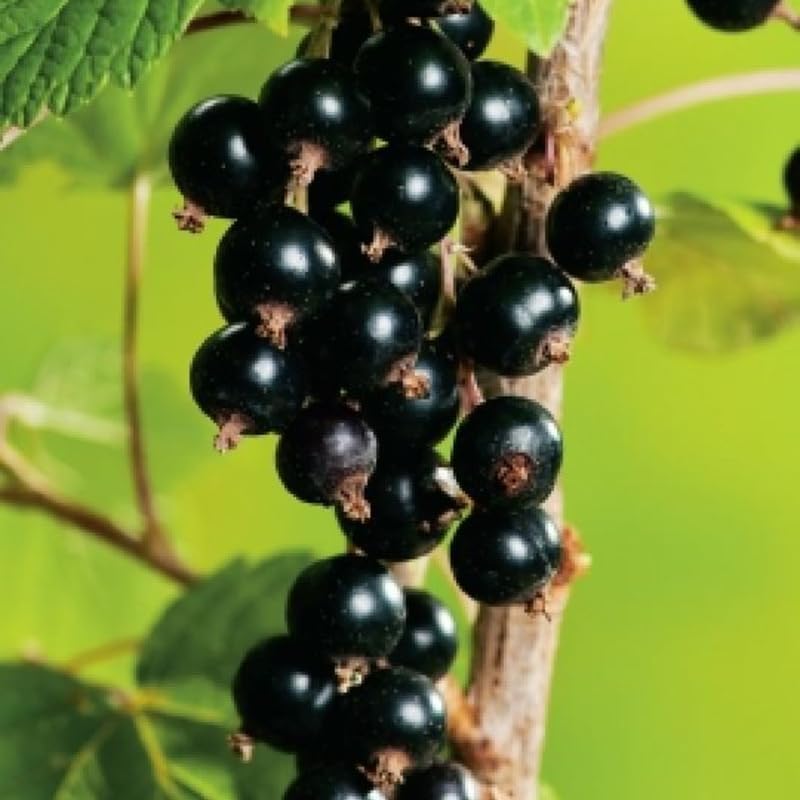 Consort Black Currant Bush Live Plant, Berry Fruit Cold Hardy 5-9" Tall - Image 3