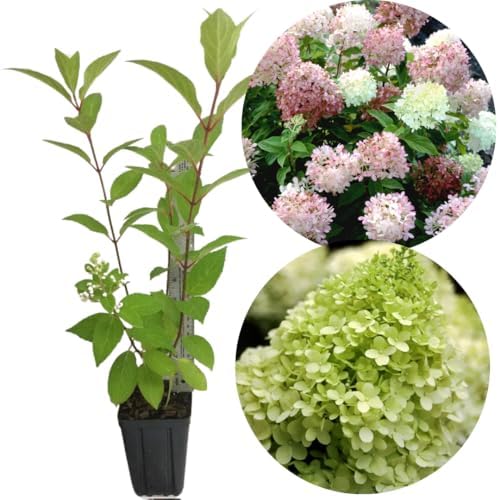Pink Reblooming Hydrangea Live Plant, Flower Shrub, 2.5 Inch Pot - Image 6