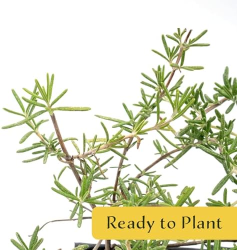 4 Huntington Carpet Rosemary in 3.5" Nursery Cubes | Rosmarinus officinalis ‘Huntington' | Low-Growing Evergreen Herb for Groundcover, Gardens & Containers - Image 4