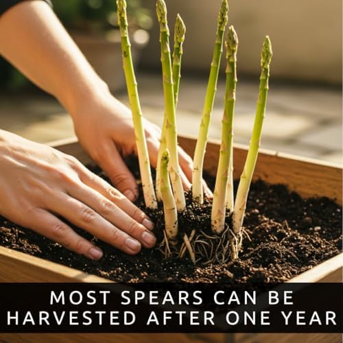 Millennium Asparagus Crowns 12 Pack | 2 Year Bare Root Live Plants | High Yield Cold Hardy Perennial Vegetable Roots | Premium Green Asparagus Garden Starter Crowns - Image 6