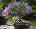 30 Purple Lilac Bonsai Seeds - Grow Stunning Purple Blooming Bonsai Tree by CZGrain