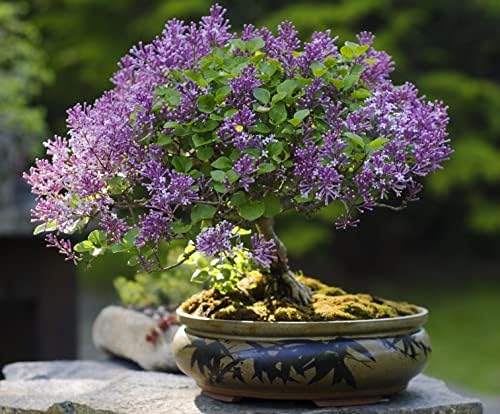 30 Purple Lilac Bonsai Seeds - Grow Stunning Purple Blooming Bonsai Tree by CZGrain