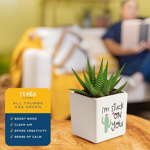 Costa Farms Succulents, Live Indoor Plant, Easy Care, Home Decor - Image 5