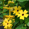 Park Seed Black-Eyed Susan Vine – Pack of 25 by ParkSeed