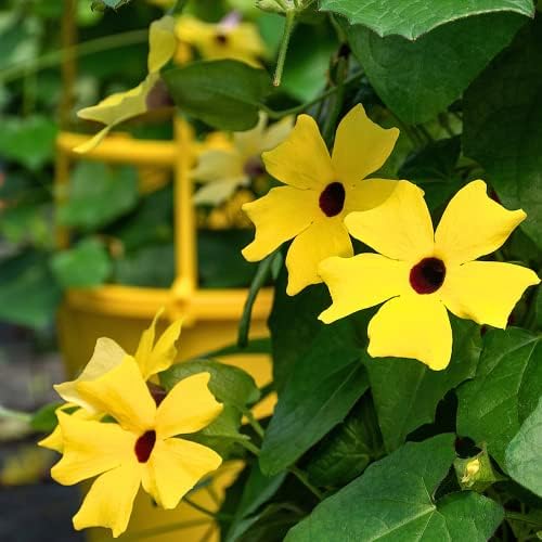 Park Seed Black-Eyed Susan Vine – Pack of 25 by ParkSeed