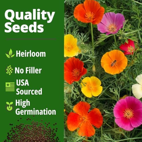 HOME GROWN Formula Mix CaliforniaPoppy 11000 Seeds Eschscholzia californica - Image 4