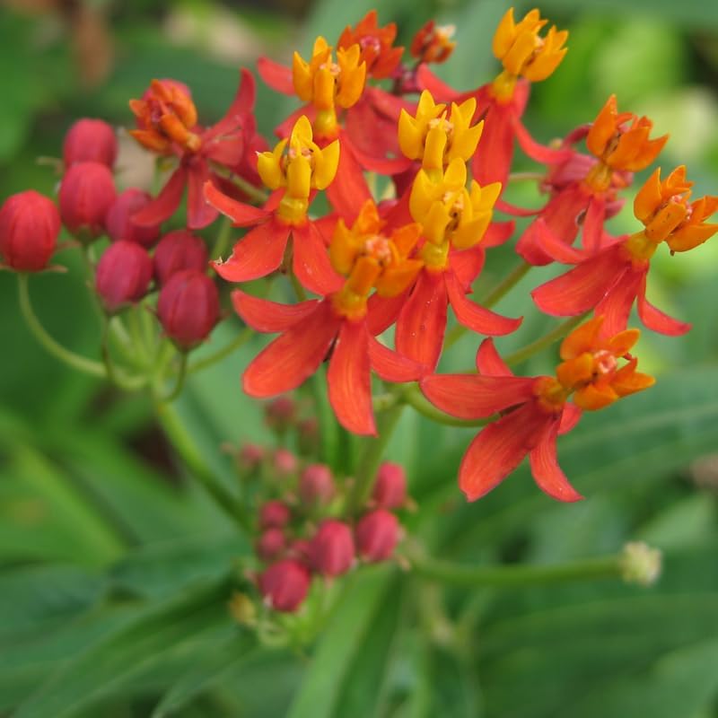 2 Red Milkweed Live Plants, 4–6 Inches Tall, Tropical Flowering Plant - Image 2