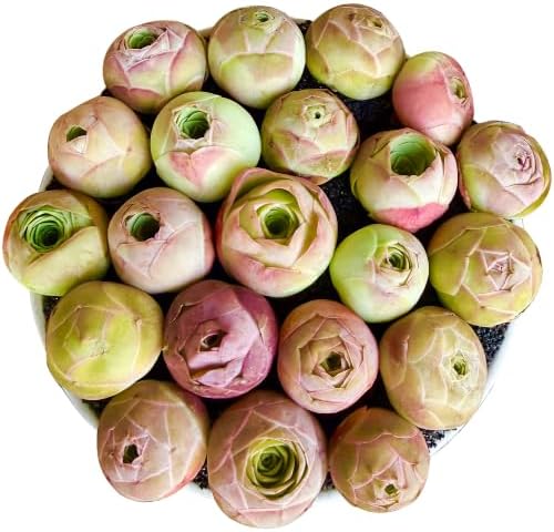 6PCS Aeonium Aureum Live Succulent Plants Bare Root, Mountain Rose Succulents Live, 0.5-1.5", Easy Care Rosette Succulents for Indoor Outdoor Decor, Garden, Gifts, No Pot or Soil by THEONEBLOOM