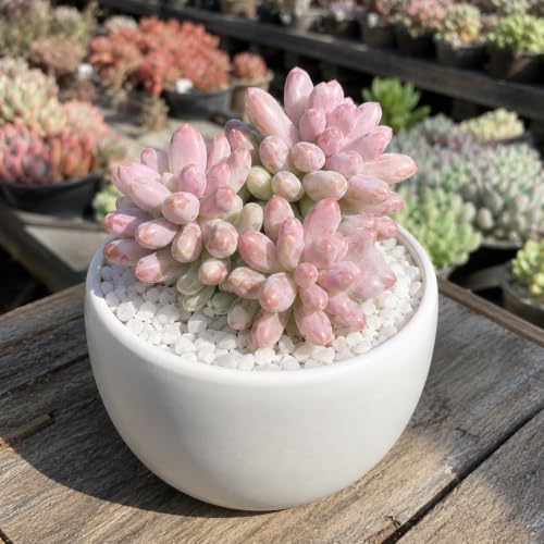 Pachyphytum 'Baby Finger' Live Succulent Plant 3-3.5 Inch Multi-Head Cluster, Rare Succulent Bare Root No Pot, Low Maintenance Houseplant for Indoor Outdoor Planters, Home Garden Collection - Image 2