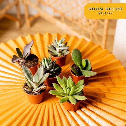 Costa Farms Mini Succulents, Live Indoor Plant, Easy Care, Home Decor - Image 2