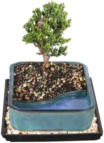 Brussel's Bonsai - Medium Juniper Live Bonsai Tree with Tray, Indoor Plant - Image 2