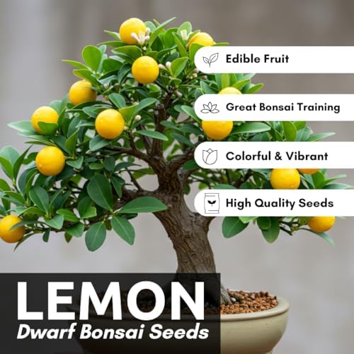 Dwarf Lemon Bonsai Tree Seeds, 20 Seeds, Grow a Delicious Fruit Bearing Bonsai Tree, Great for Home Gardening - Image 3