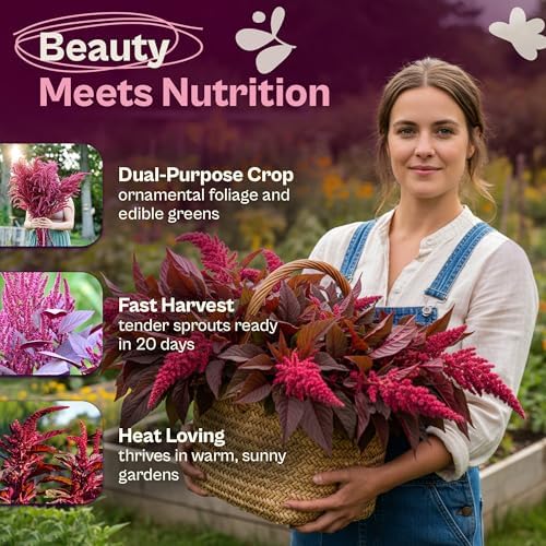 SVI 1500 Red Garnet Amaranth Seeds (Amaranthus Tricolor) – Josephs Coat Plant Seed Packets Bulk, Deep Red Amaranthus Flower – Heirloom Vegetable Seeds for Outdoor Garden, Vegetable Garden, Containers - Image 3