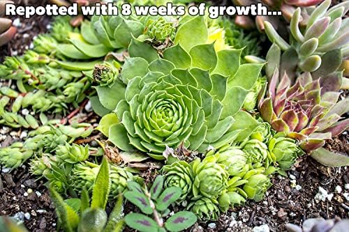 Sempervivum Succulents Plants Succulent Plant Decor (5PK), Live Plants Indoor Plants Live Houseplants, Gardening Gifts for Plant Lovers, Mini Succulent Plants for Delivery Prime by Plants for Pets - Image 6