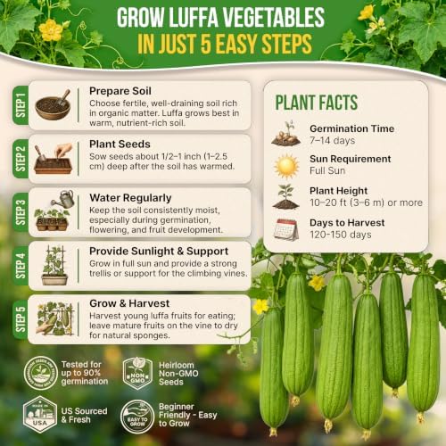 150 Luffa Seeds for Planting - 0.5 oz Heirloom Pack 2026, Loofah Aegyptiaca Gourd Seeds Non-GMO for Outdoor Vegetable Gardens and Trellis Vines - Image 6