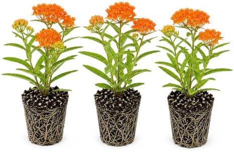 3 Butterfly Weed Live Plants (Asclepias tuberosa) – Starter Plug Plants, Bright Orange Milkweed for Monarch Butterflies & Pollinator Gardens (3 Plugs) by CZGrain