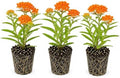 3 Butterfly Weed Live Plants (Asclepias tuberosa) – Starter Plug Plants, Bright Orange Milkweed for Monarch Butterflies & Pollinator Gardens (3 Plugs) by CZGrain
