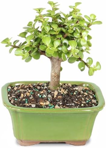 Brussel's Bonsai - Small Jade Live Bonsai Tree, Potted Indoor Plant - Image 3