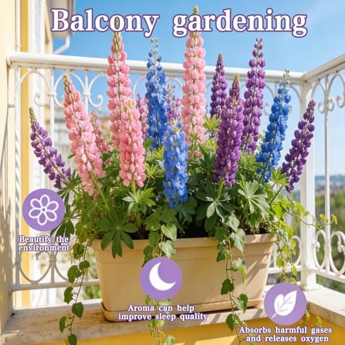 Lupine Seeds to Plant, Mixed Colors Perennial Wildflower Pollinator Magnet - Image 2