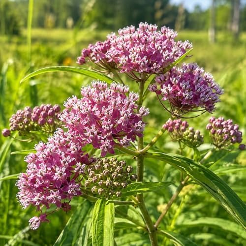 4 Pink Milkweed Plant Live in Pot (Asclepias incarnata) Swamp Milkweed - Image 5