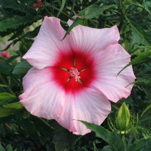 Pink Hibiscus Flower Live Plant, Large Bloom Shrub, 5-8'' Tall - Image 2