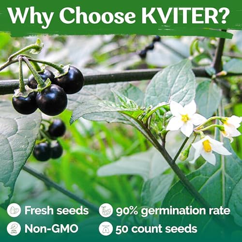 50 Black Nightshade Hierba Mora Heirloom Seeds, Solanum Nigrum - Image 5