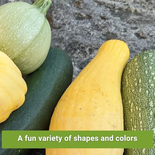 Sow Right Seeds - Mixed Squash Seed Collection for Planting Home Garden - Image 3