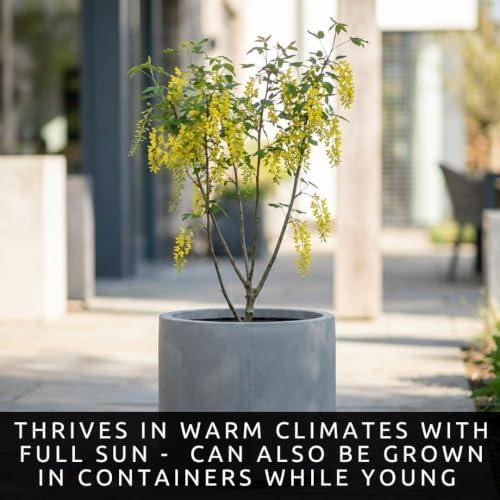 10 Golden Shower Tree Seeds | Cassia Fistula Flowering Tree Seeds - Image 5