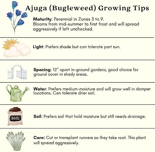 Clovers Garden Ajuga Burgundy Glow (Bugleweed) Plants – Two (2) Live Plants – Non-GMO - Not Seeds - Each 4" to 8" Tall – in 4" Inch Pots – Shade Tolerant, Pollinator Favorite - Image 7