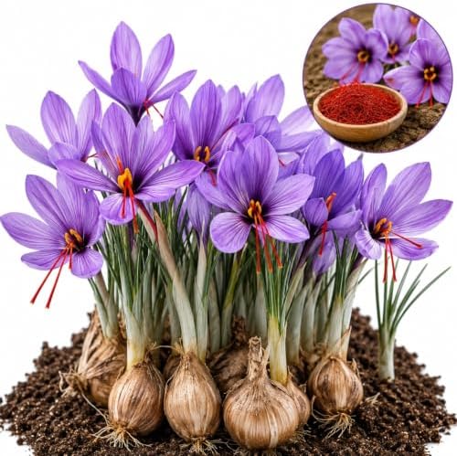 20 Saffron Crocus Corms | Fall Planting Crocus sativus | Purple Fall Blooms by CZGrain