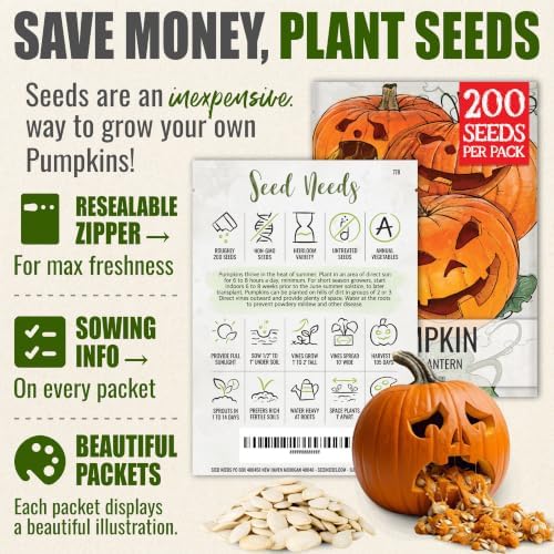 Seed Needs Jack O Lantern Pumpkin Seeds to Plant Vegetables - Bulk Pack - Image 3