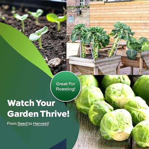 500 Brussel Sprout Seeds for Planting - Heirloom Non-GMO USA Grown - Long Island Improved Variety - Cool Weather Vegetable Seeds for Home Garden Planting by RDR Seeds - Image 3