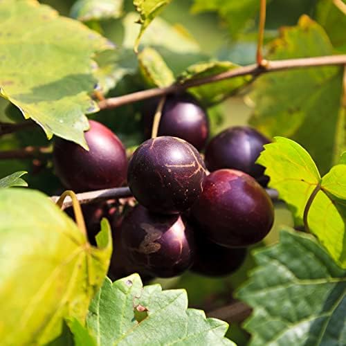 Delicious Muscadine Grape Vine (1-Pack) Live Plant by Wellspring Gardens - Image 3