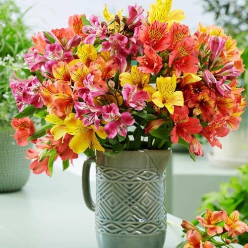 Mixed Color Alstroemeria Seeds 30 PCS Perennial Peruvian Lily Flower Seeds for Outdoor Garden Planting - Image 3