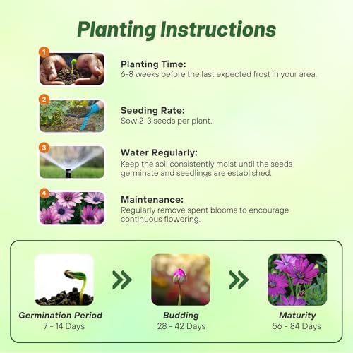Outsidepride Lavender Osteospermum African Daisy Seeds - 20 Pcs. Perennial Flower Seeds for Planting Outdoors with Long-Lasting Blooms, Drought-Tolerant, Easy to Grow for Sunny Gardens & Borders - Image 4