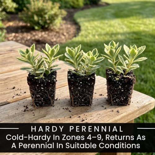 5 Atlantis Sedum Live Plant Plugs – Variegated Hardy Succulent Ground Cover - Image 3