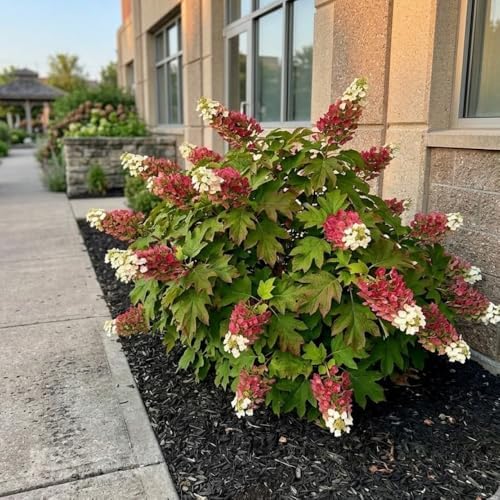 Ruby Slipper Oakleaf Hydrangea Live Plant, 6-10" Tall in a Quart Pot, Hydrangea Plant Live, Low Maintenance, Cold Hardy Perennial Flowering Shrub for Garden Beds & Outdoor Landscaping - Image 4