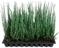 Blue Arrow Juniper | 20 Live Plants | Juniperus Scopulorum | Fast Growing Privacy Screen, Outdoor Evergreen Shrub, Narrow Columnar Shape, Low Maintenance Landscape, Drought Tolerant by FloridaFoliage