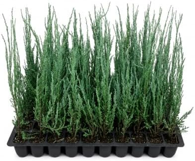 Blue Arrow Juniper | 20 Live Plants | Juniperus Scopulorum | Fast Growing Privacy Screen, Outdoor Evergreen Shrub, Narrow Columnar Shape, Low Maintenance Landscape, Drought Tolerant by FloridaFoliage