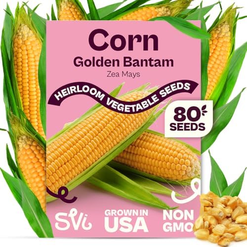 SVI 80 Golden Bantam Sweet Corn Seeds (Zea mays) – Yellow Sweet Corn Seed Packets Non GMO – Fast Growing Heirloom Vegetable Seeds, Outdoor Vegetable Garden & Home Garden by SVI
